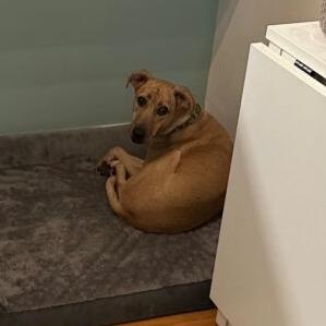 Enlarge Soia, a Adoptable mixed breed in San Diego, CA image 6/6