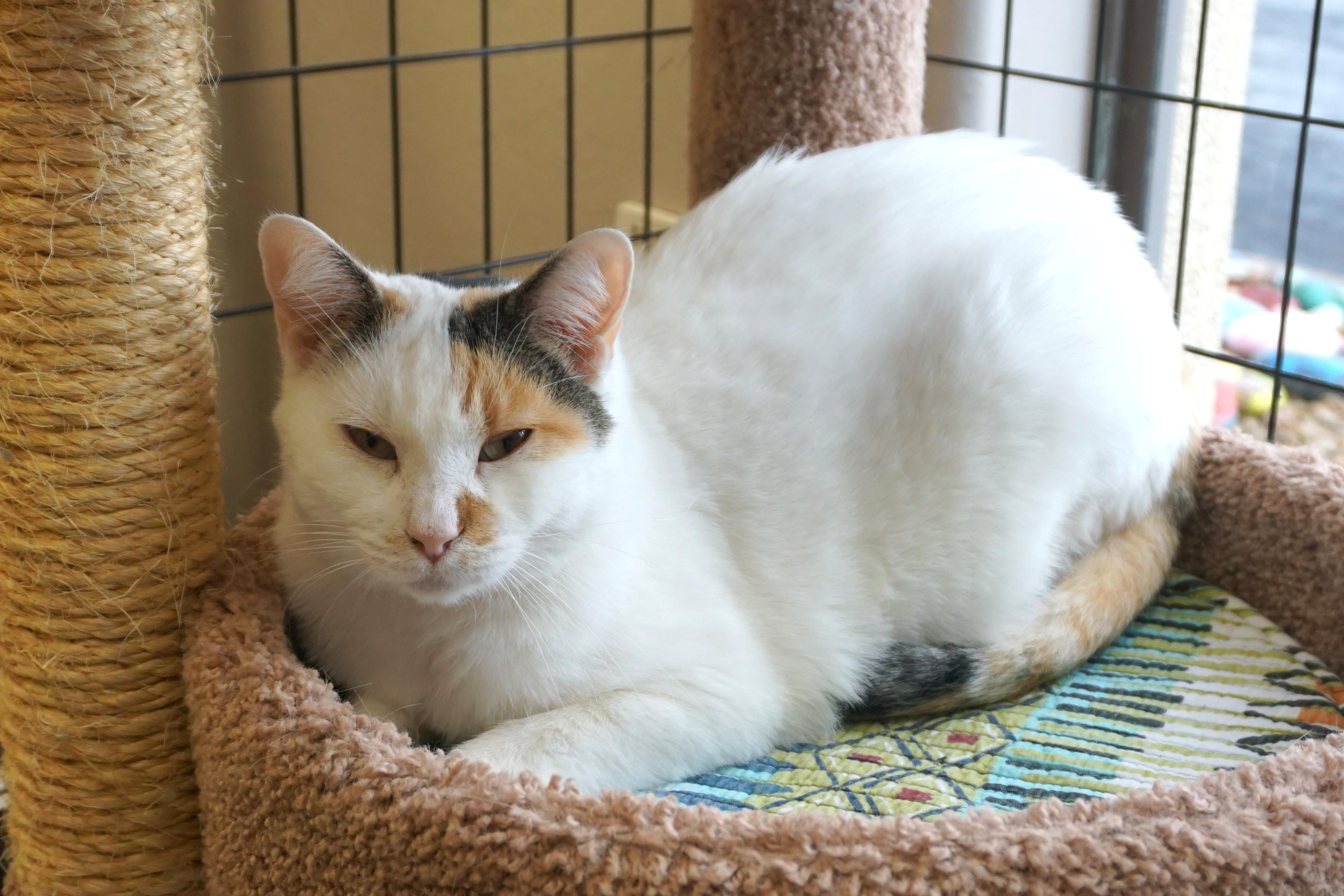 Pumpkin Muffin, an adopted Domestic Short Hair in Fountain Hills, AZ image 4/4