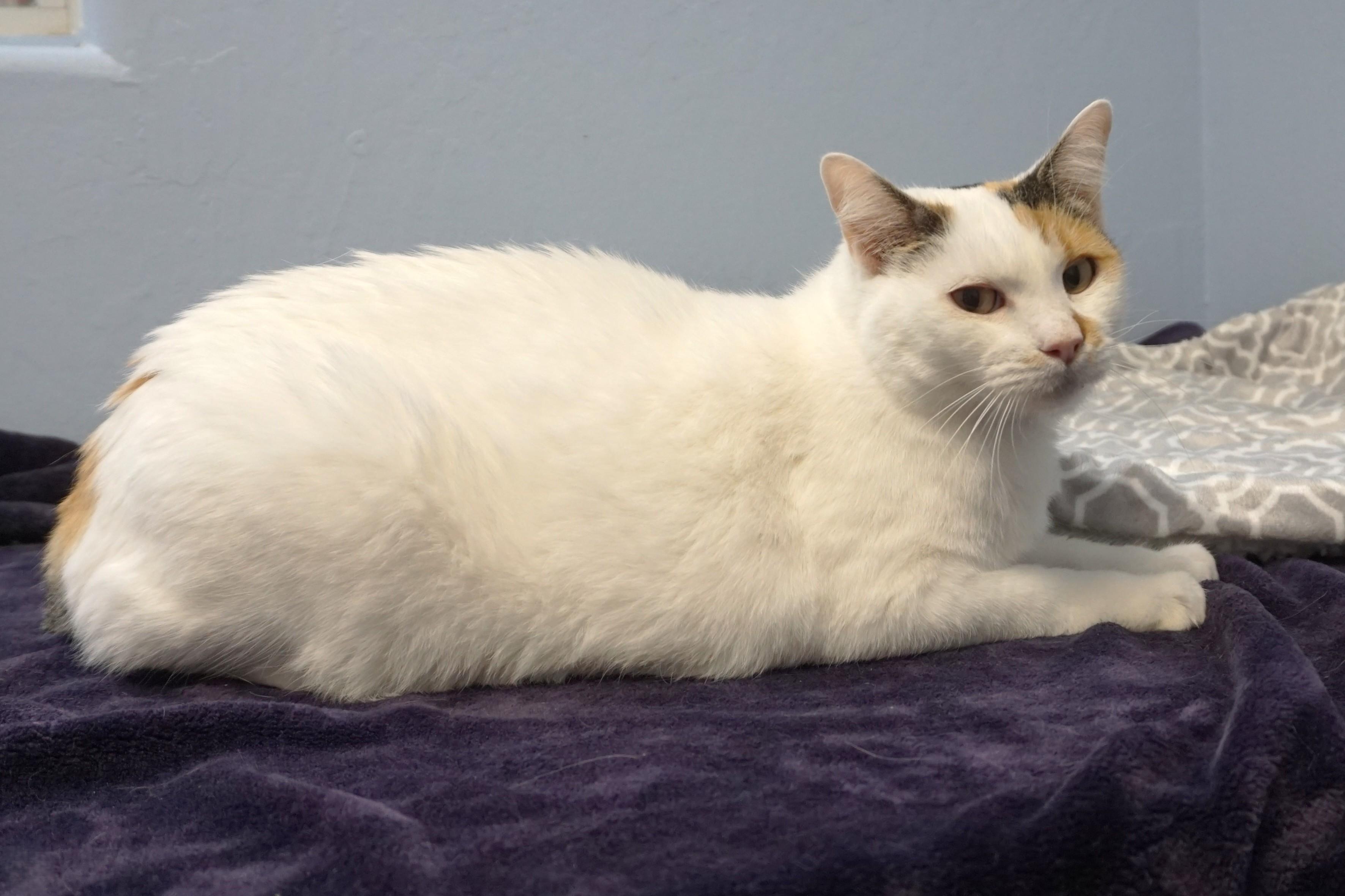 Pumpkin Muffin, an adopted Domestic Short Hair in Fountain Hills, AZ image 3/4