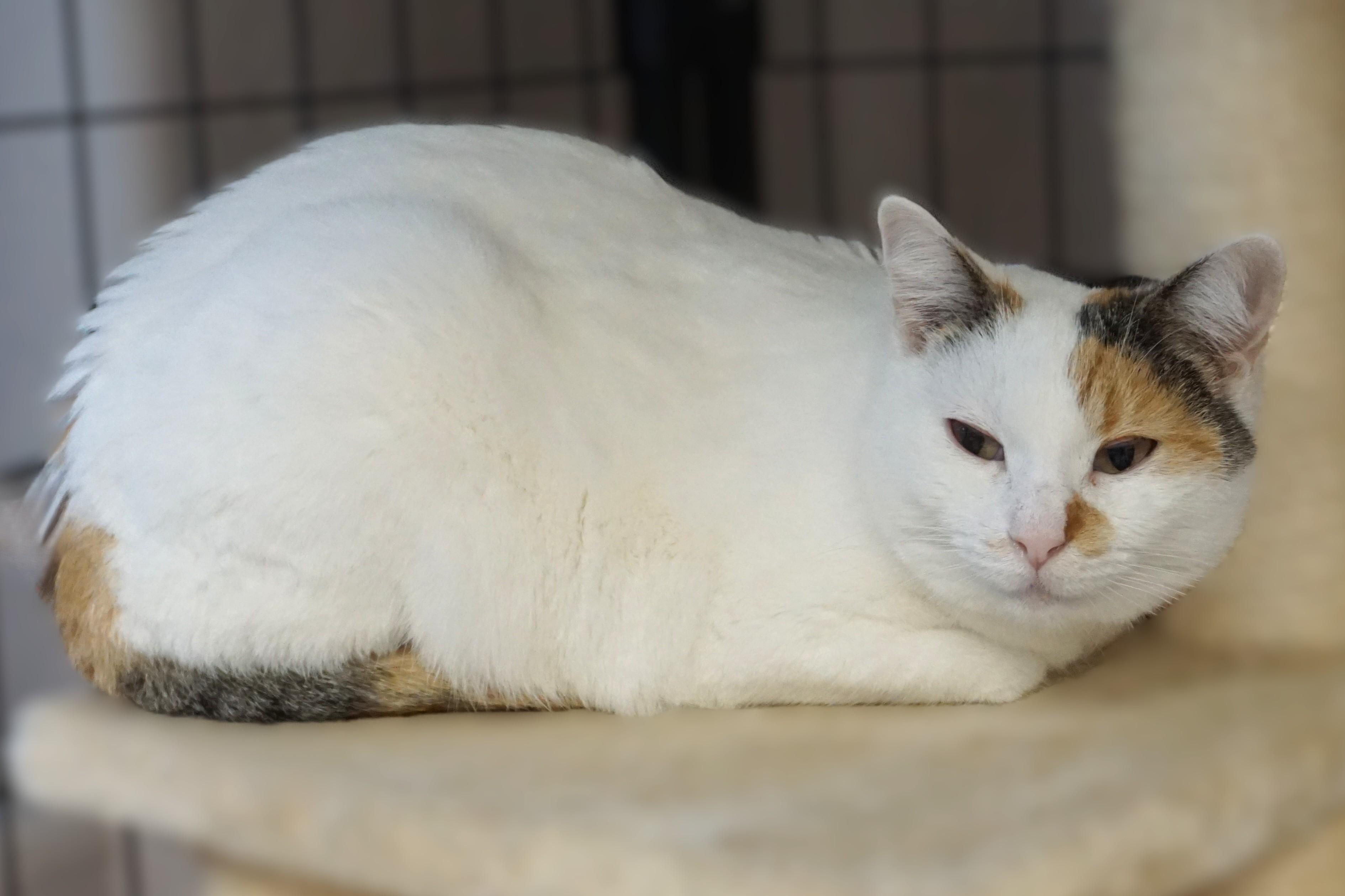 Pumpkin Muffin, an adopted Domestic Short Hair in Fountain Hills, AZ image 2/4