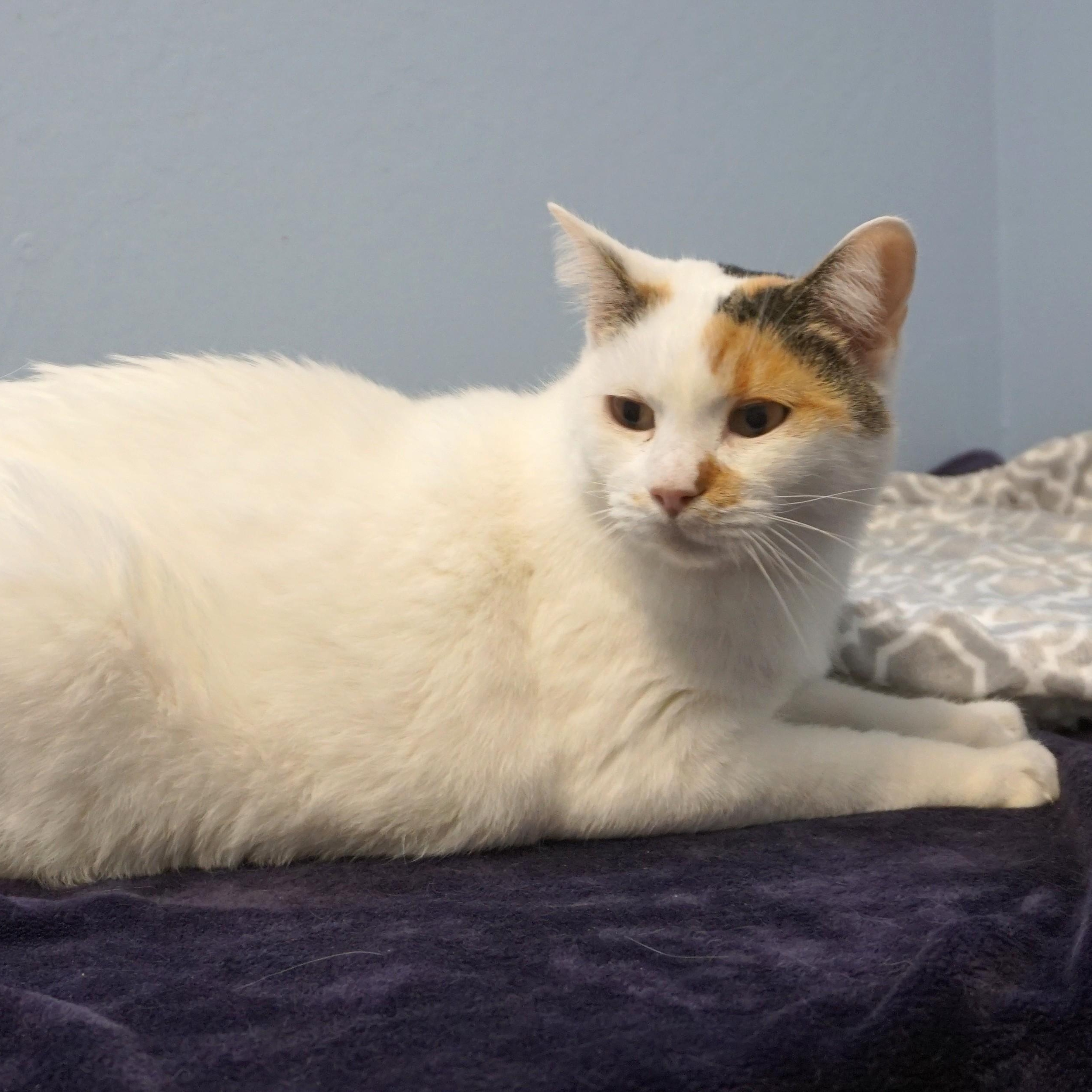 Pumpkin Muffin, an adopted Domestic Short Hair in Fountain Hills, AZ image 1/4