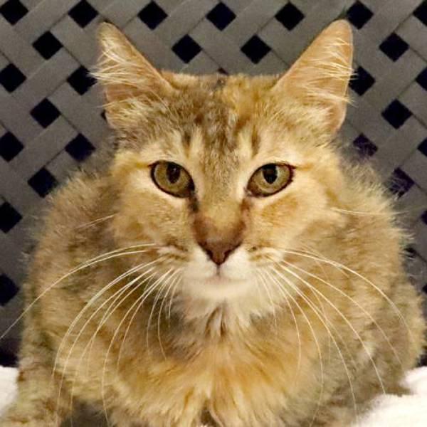 Tiger, Adoptable, Young Female Domestic Short Hair.