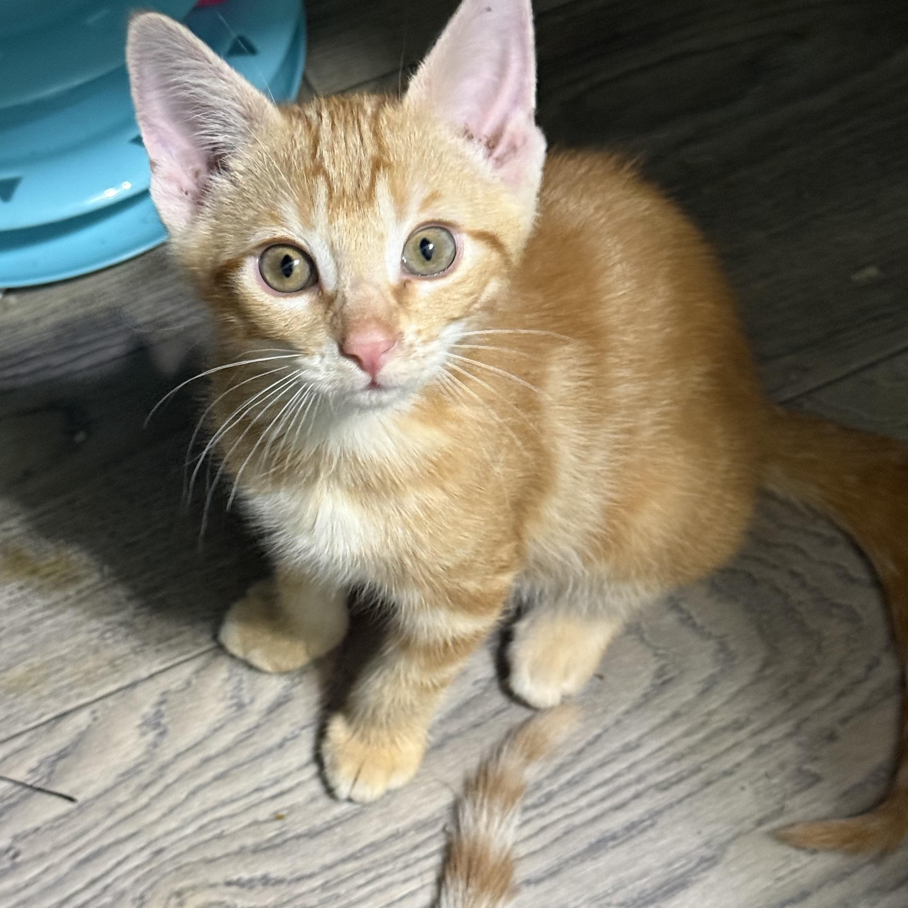 Enlarge Louie, a Adoptable mixed breed in Omaha, NE image 2/6