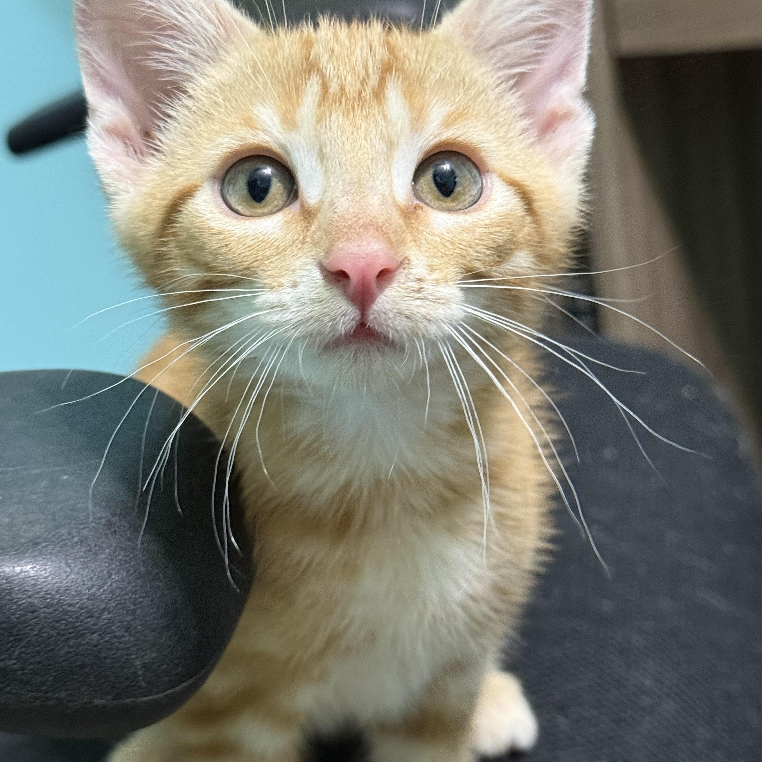 Enlarge Louie, a Adoptable mixed breed in Omaha, NE image 4/6