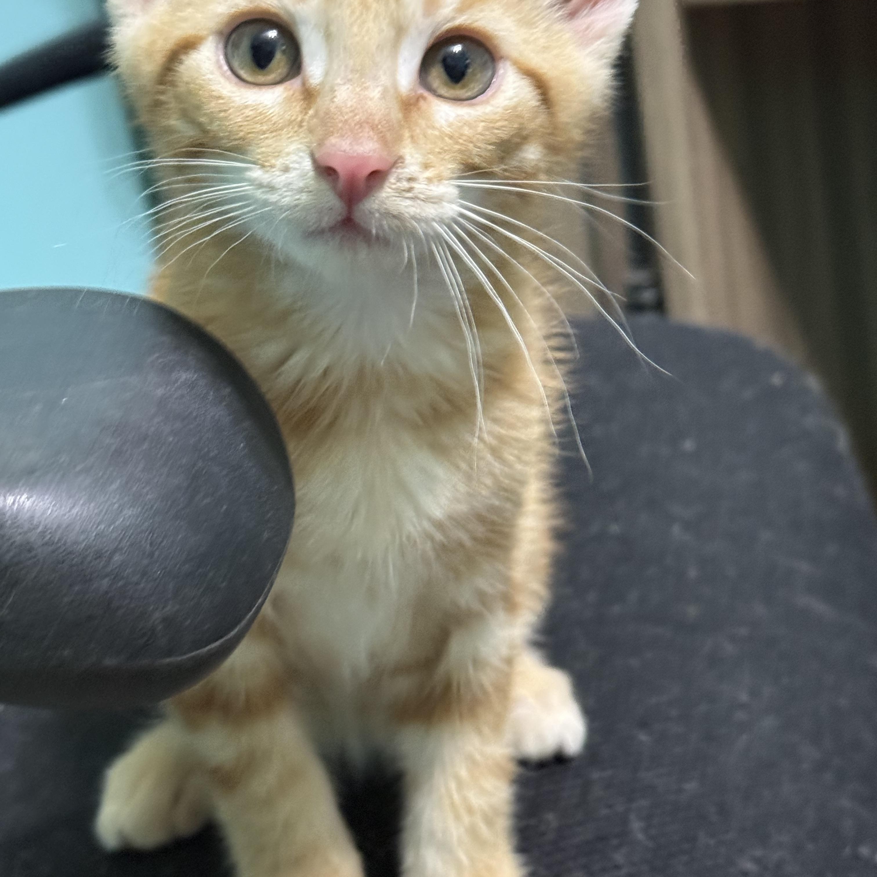 Enlarge Louie, a Adoptable mixed breed in Omaha, NE image 6/6