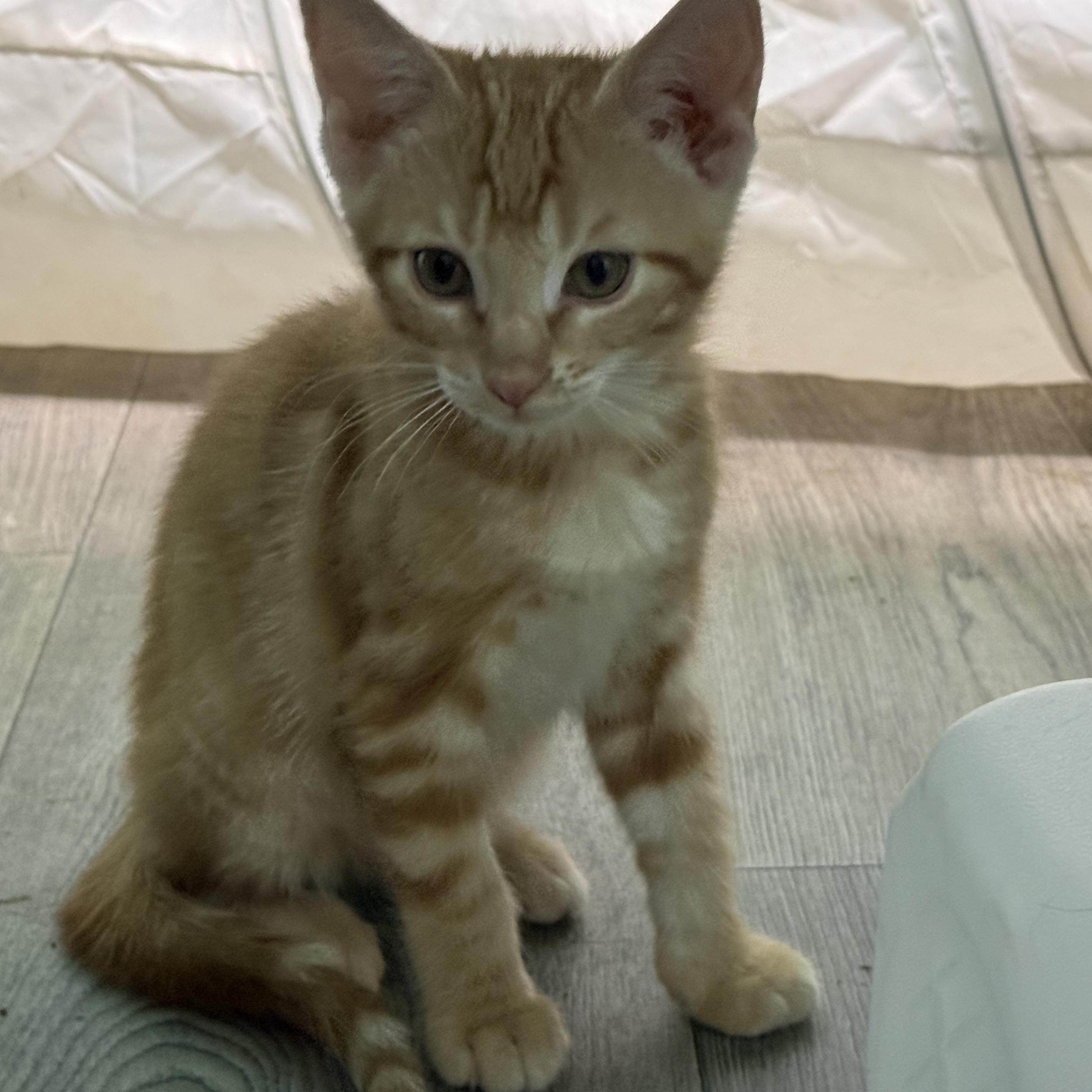 Enlarge Louie, a Adoptable mixed breed in Omaha, NE image 5/6