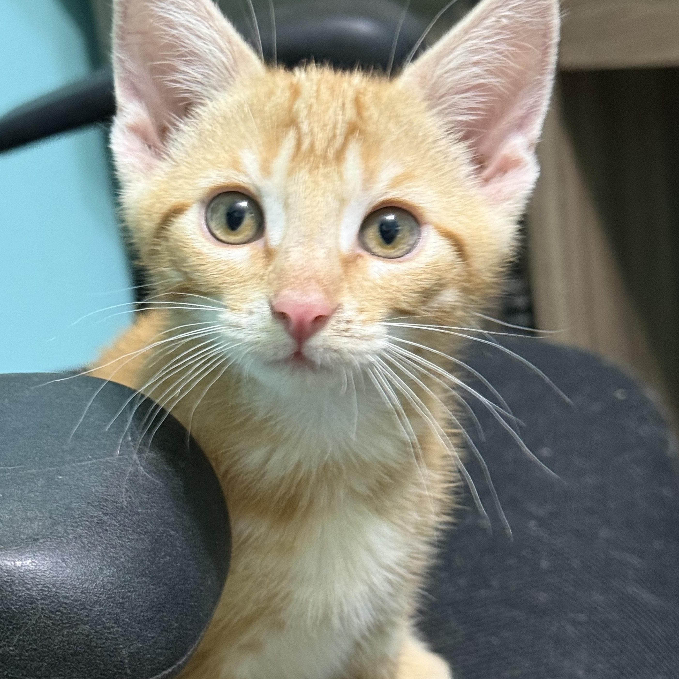 Louie, Adoptable, Kitten Male Domestic Short Hair & Tabby.