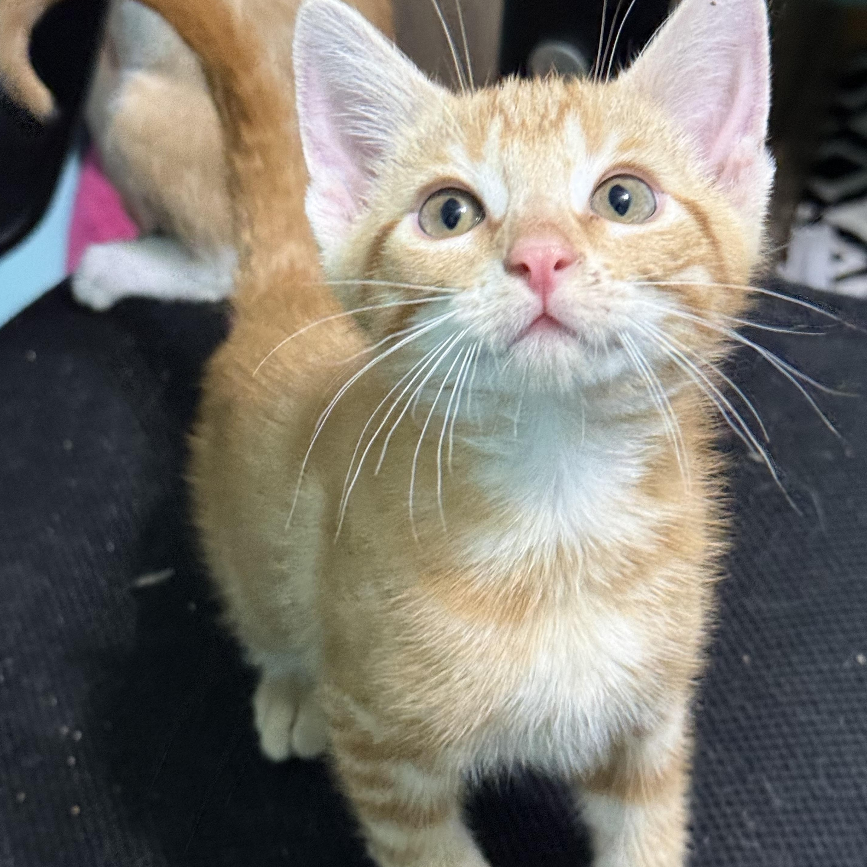 Enlarge Louie, a Adoptable mixed breed in Omaha, NE image 3/6