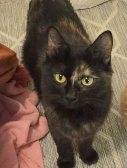 Bonita, a Adoptable Domestic Medium Hair in Green Valley, AZ image 2/4