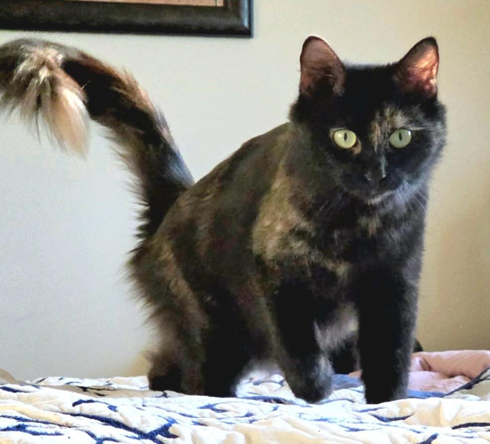 Bonita, a Adoptable Domestic Medium Hair in Green Valley, AZ image 4/4