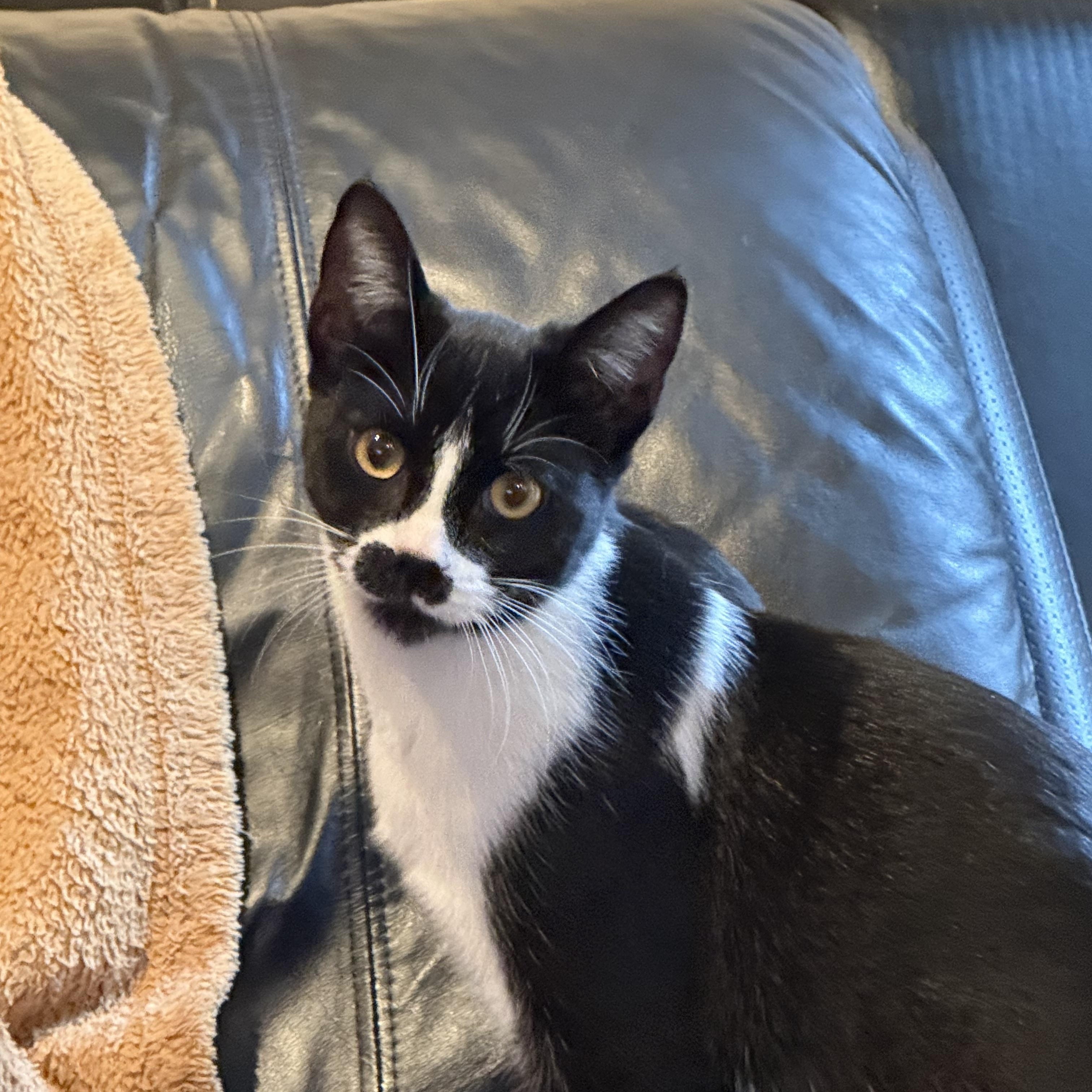 Laverne & Shirley (can be adopted separately or together), a Adoptable Domestic Short Hair in Richmond Hill, ON image 3/6