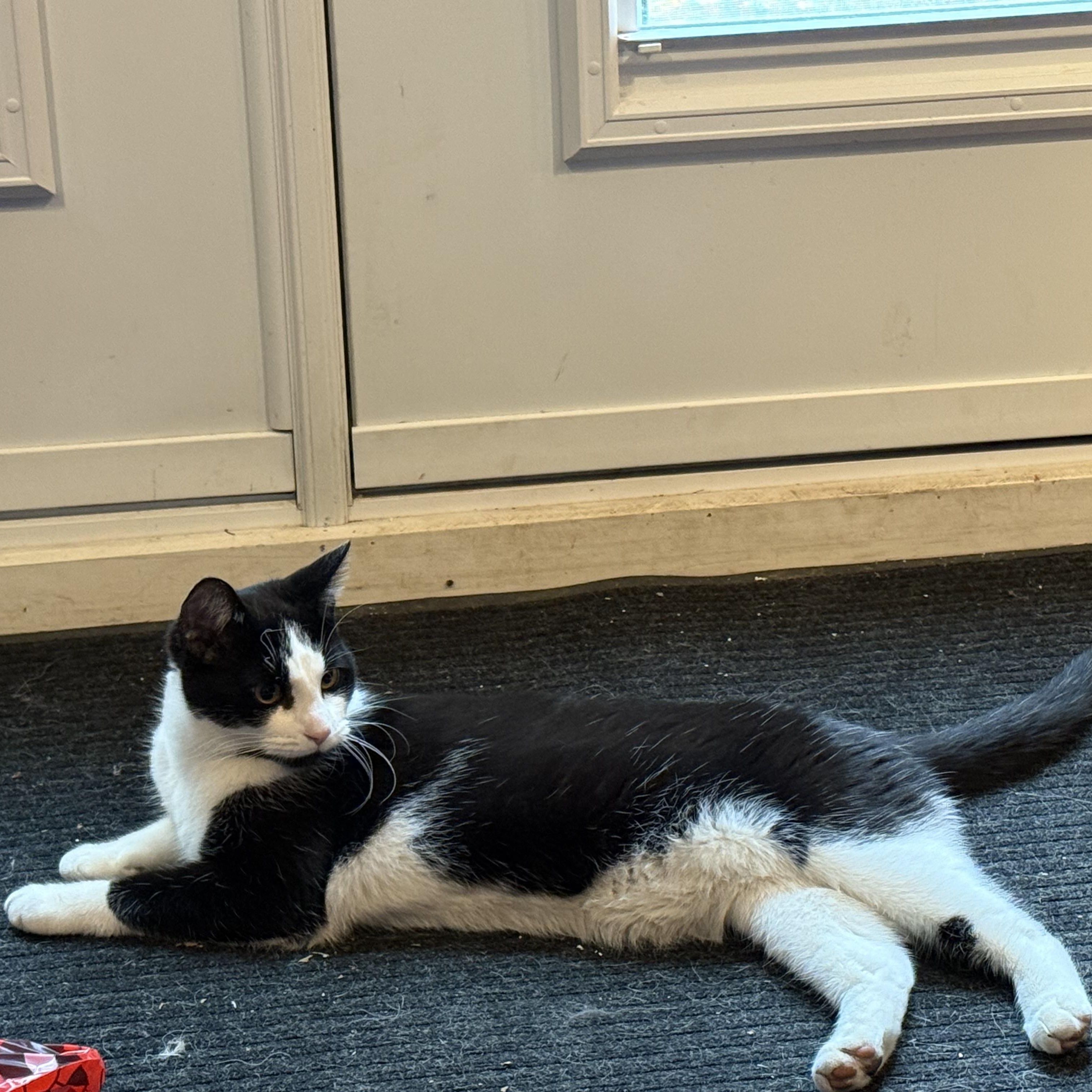 Laverne & Shirley (can be adopted separately or together), a Adoptable Domestic Short Hair in Richmond Hill, ON image 4/6