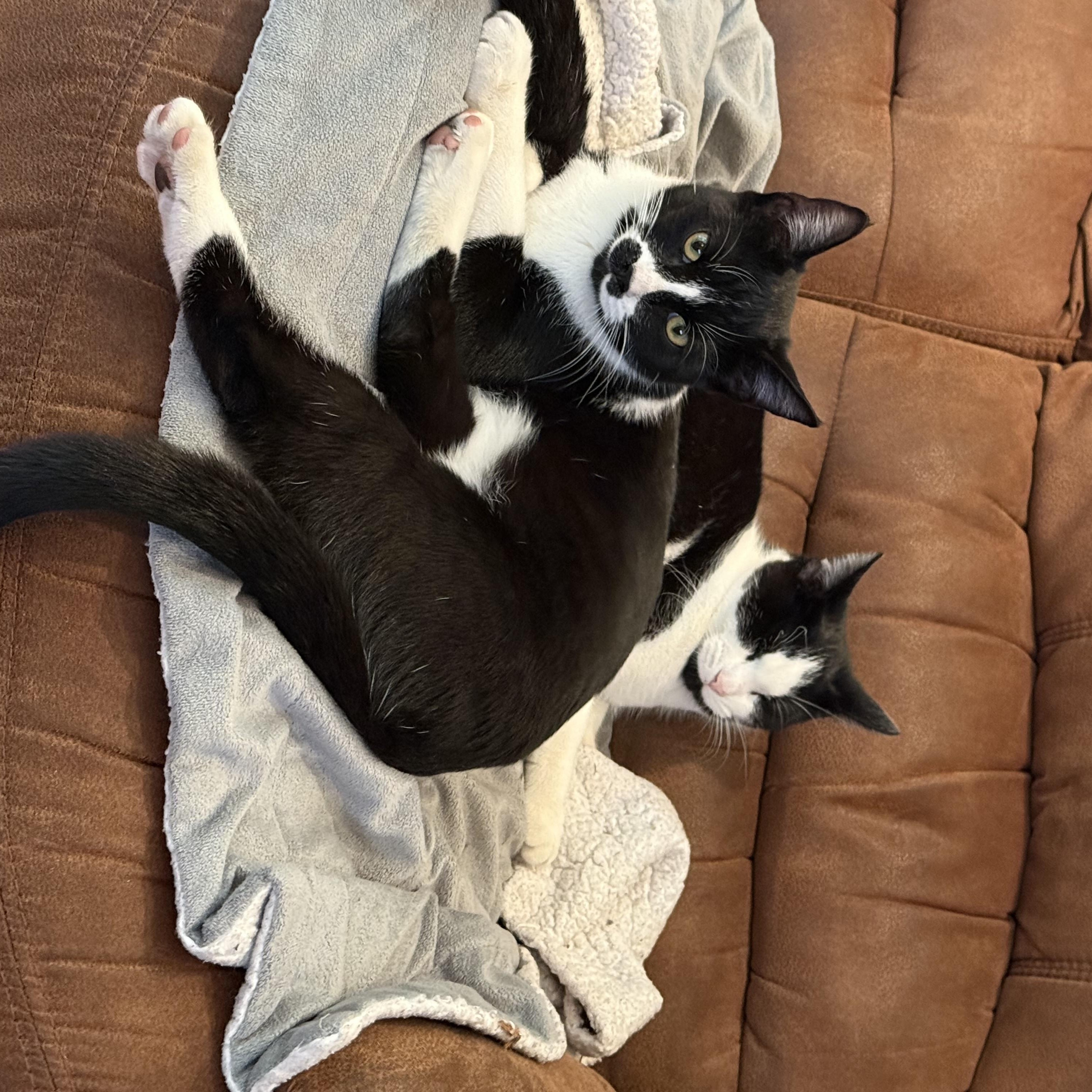 Laverne & Shirley (can be adopted separately or together), a Adoptable Domestic Short Hair in Richmond Hill, ON image 2/6