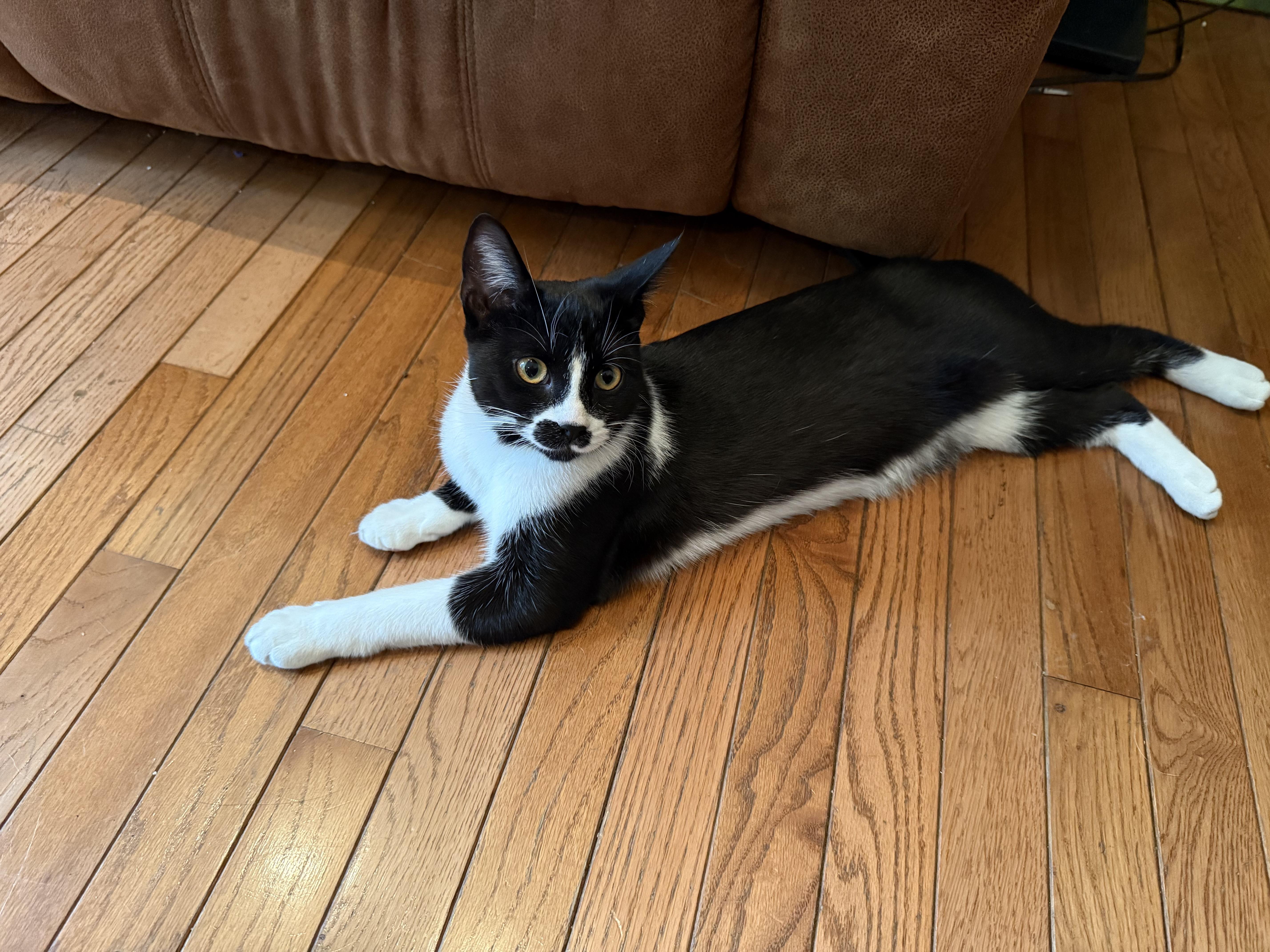 Laverne & Shirley (can be adopted separately or together), a Adoptable Domestic Short Hair in Richmond Hill, ON image 5/6