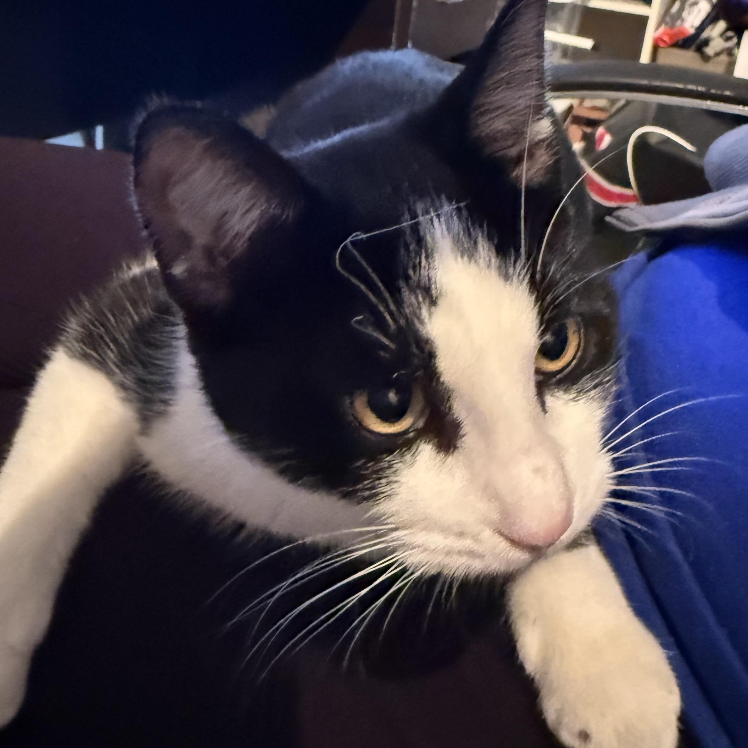 Laverne & Shirley (can be adopted separately or together), Adoptable, Young Female Domestic Short Hair.