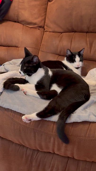 Enlarge Laverne & Shirley (can be adopted separately or together), a Adoptable Domestic Short Hair in Richmond Hill, ON video 6/6