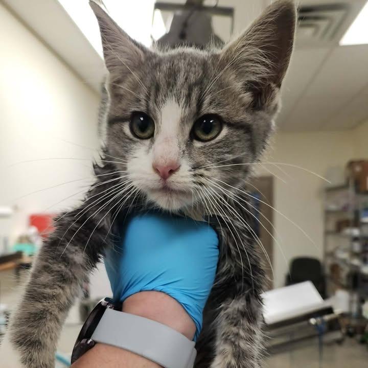 Enlarge Bobby, a Adoptable Domestic Short Hair in Vinita, OK image 1/6