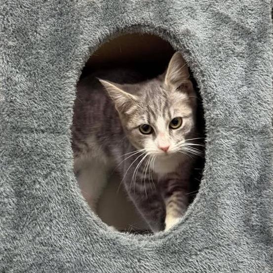 Enlarge Bobby, a Adoptable Domestic Short Hair in Vinita, OK image 2/6