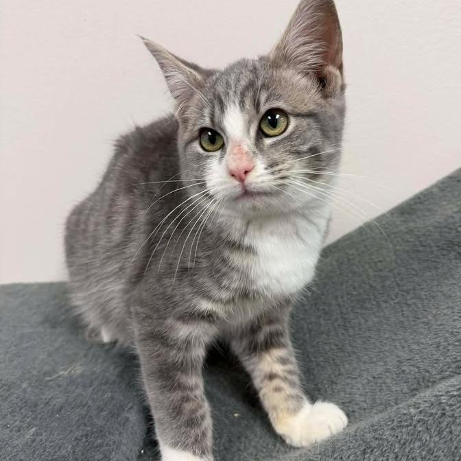 Enlarge Bobby, a Adoptable Domestic Short Hair in Vinita, OK image 4/6