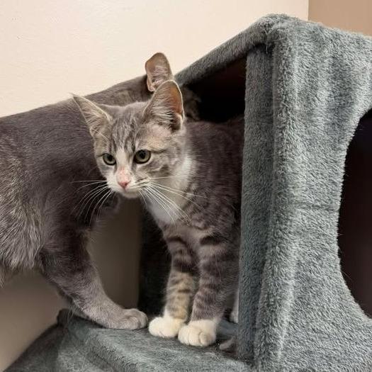 Enlarge Bobby, a Adoptable Domestic Short Hair in Vinita, OK image 5/6