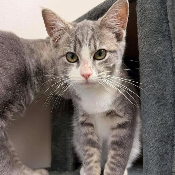 Enlarge Bobby, a Adoptable Domestic Short Hair in Vinita, OK image 6/6