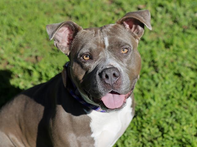 NOVA, Adoptable, Adult Female Pit Bull Terrier.