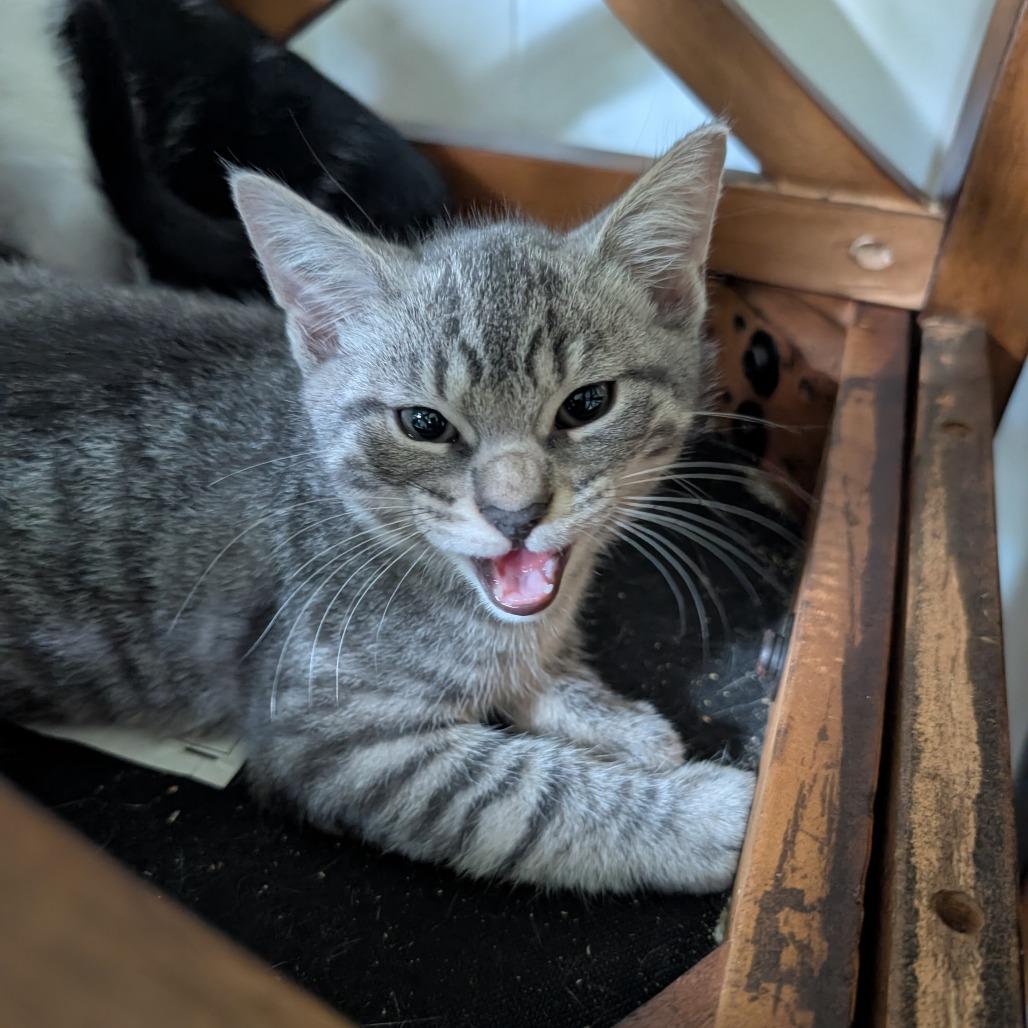 Donnie, Adoptable, Kitten Male Domestic Short Hair.