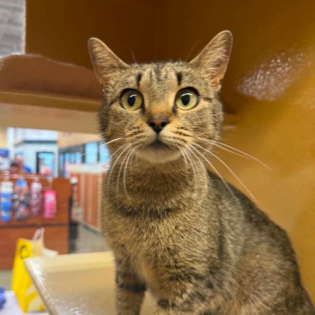 Olive, Adoptable, Young Female Domestic Short Hair.