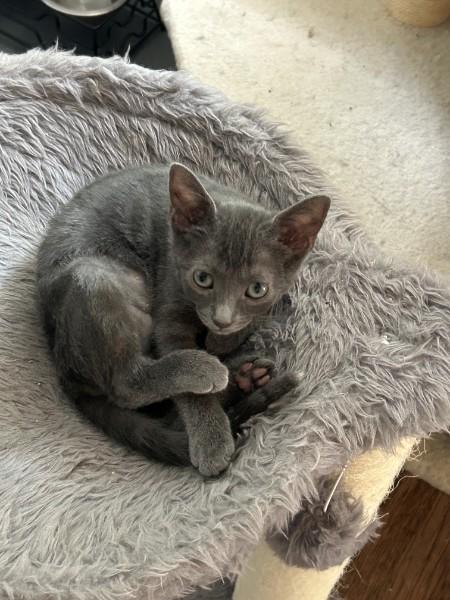 Byrdie SH, Adoptable, Kitten Female Domestic Short Hair.