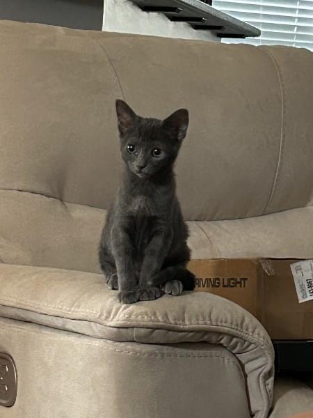 Byrdie SH, Adoptable, Kitten Female Domestic Short Hair.