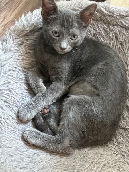 Enlarge Byrdie SH, a Adoptable Domestic Short Hair in Greenville, SC image 3/3