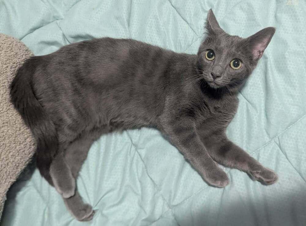 Enlarge Byrdie SH, a Adoptable Domestic Short Hair in Greenville, SC image 3/5