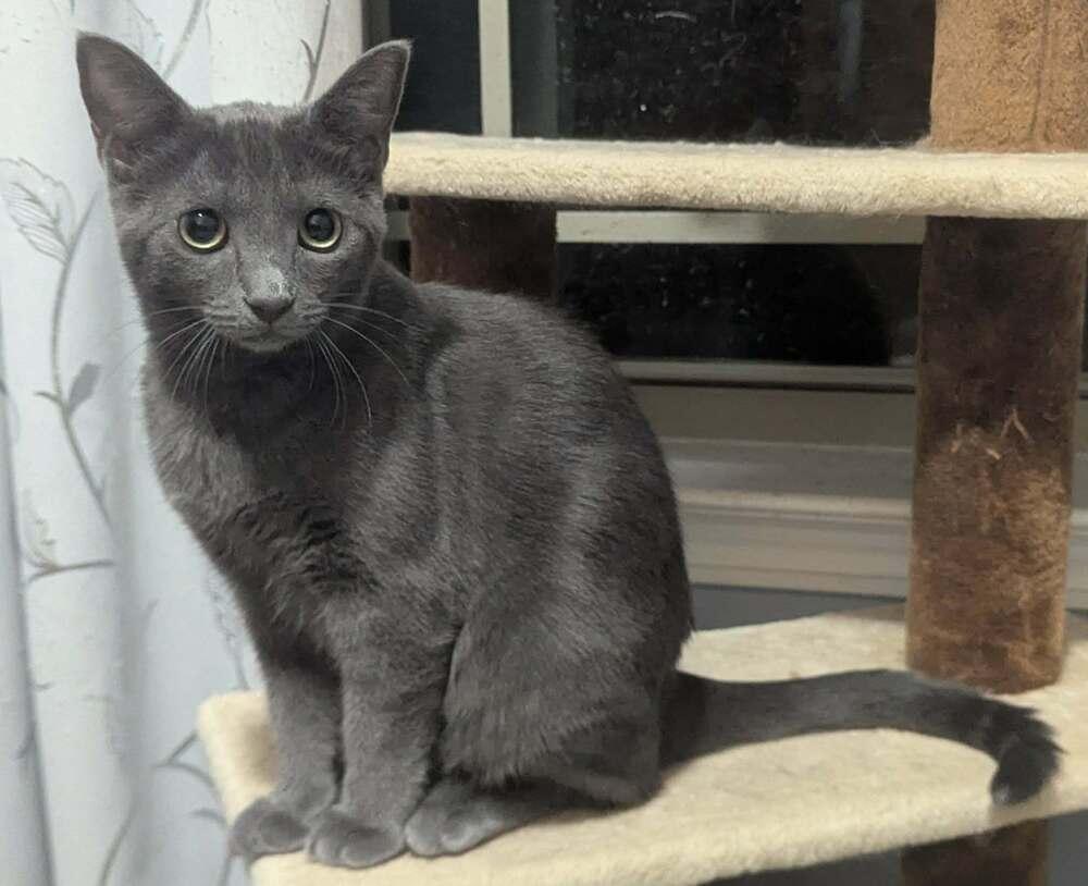 Enlarge Byrdie SH, a Adoptable Domestic Short Hair in Greenville, SC image 4/5