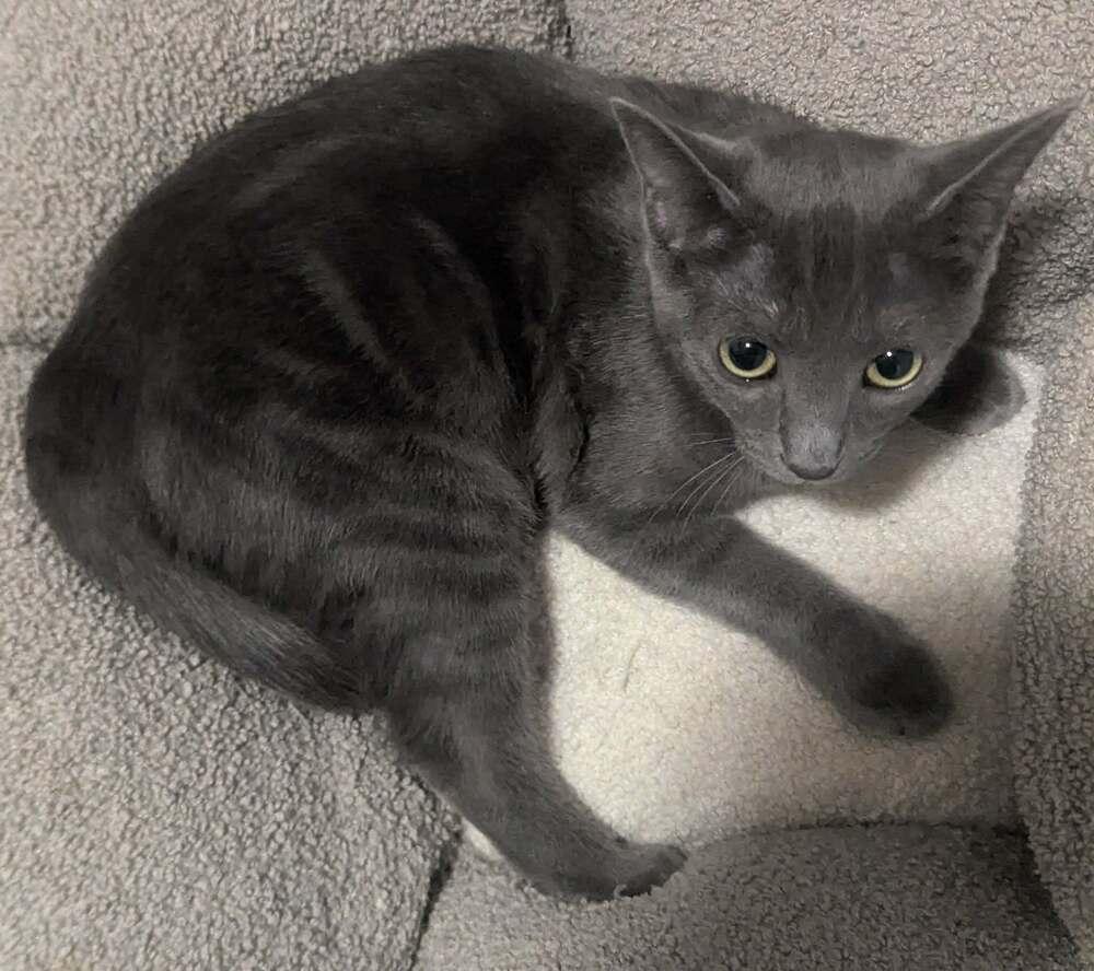 Enlarge Byrdie SH, a Adoptable Domestic Short Hair in Greenville, SC image 5/5