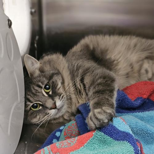 Enlarge Penne, a Adoptable Domestic Long Hair in Webster, MA image 1/1