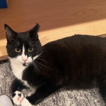 Enlarge Obi, a Adoptable Domestic Short Hair in Vallejo, CA image 1/1