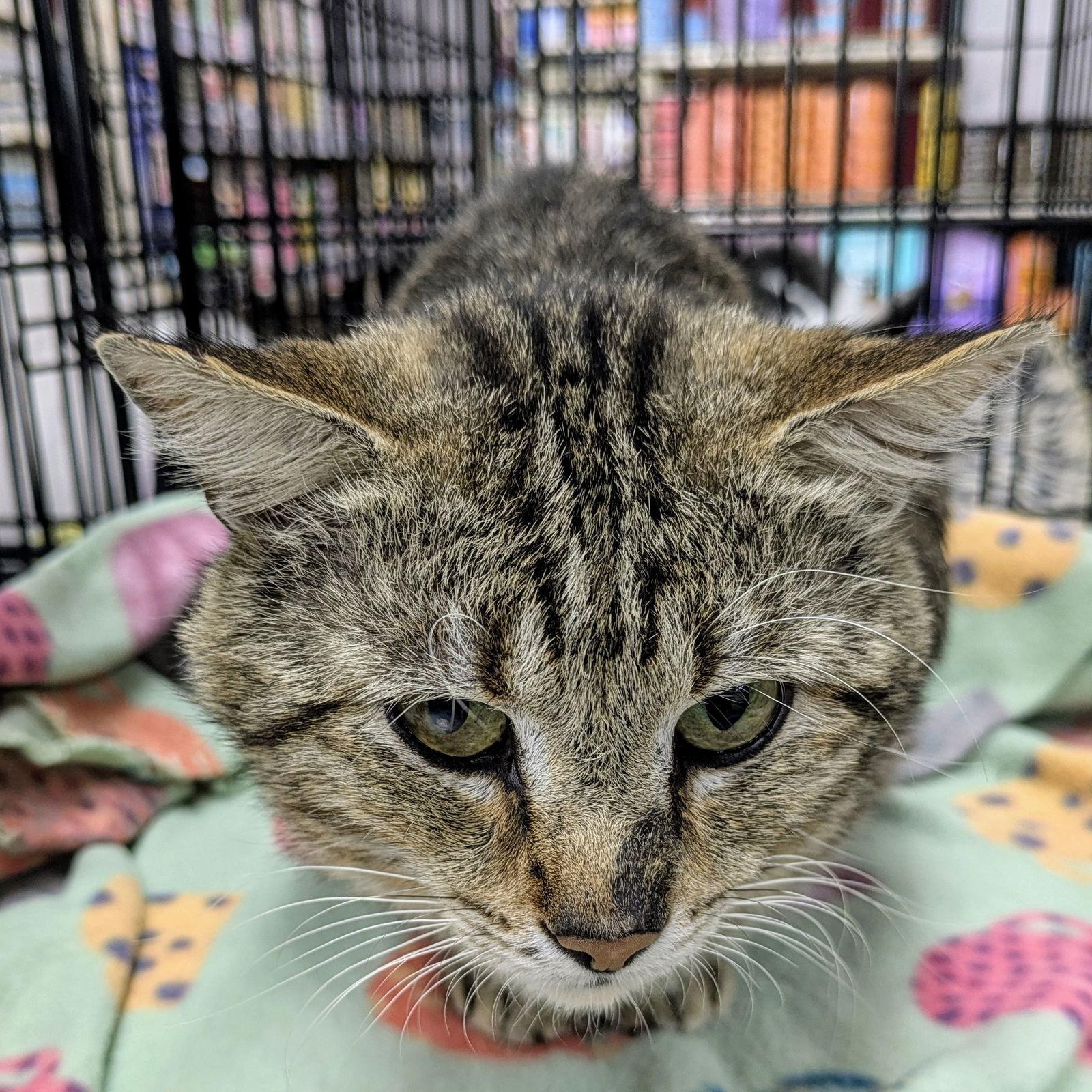 Dexter, Adoptable, Adult Male Domestic Short Hair & Manx.