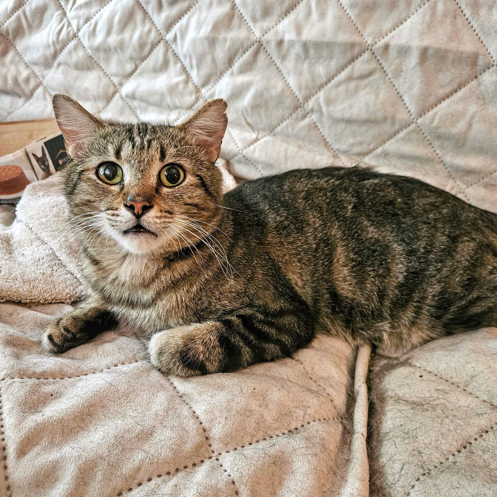 Enlarge Dexter, a Adoptable mixed breed in Tampa, FL image 2/4