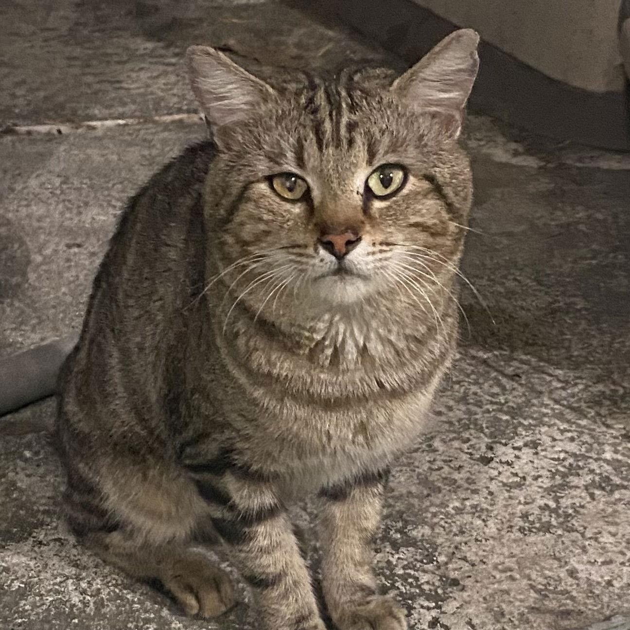 Enlarge Dexter, a Adoptable mixed breed in Tampa, FL image 3/4