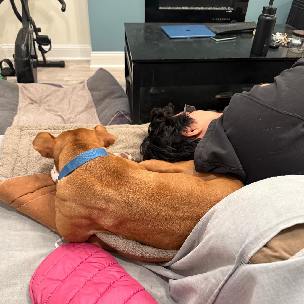 Enlarge Canelo, a Adoptable Mixed Breed in Oak Park, IL image 1/6