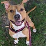 Enlarge Canelo, a Adoptable Mixed Breed in Oak Park, IL image 1/3