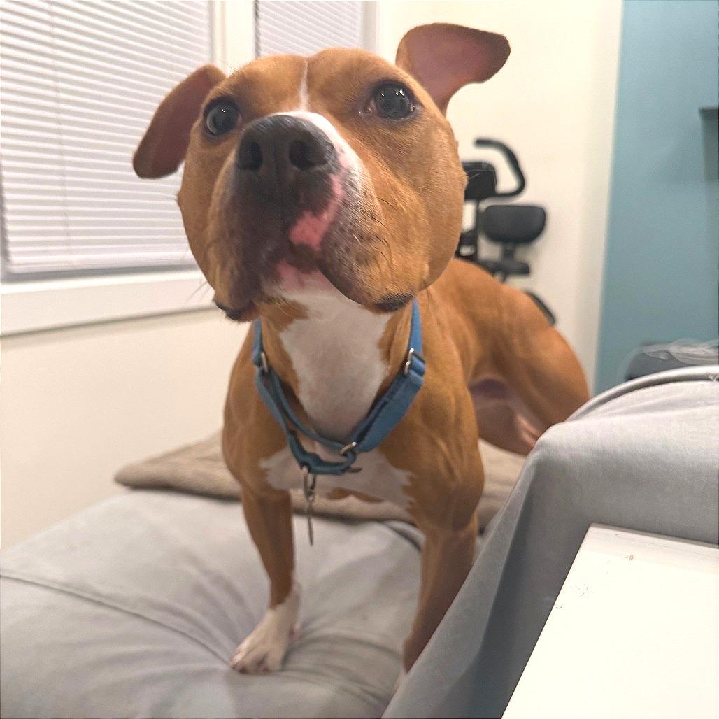 Enlarge Canelo, a Adoptable Mixed Breed in Oak Park, IL image 3/6