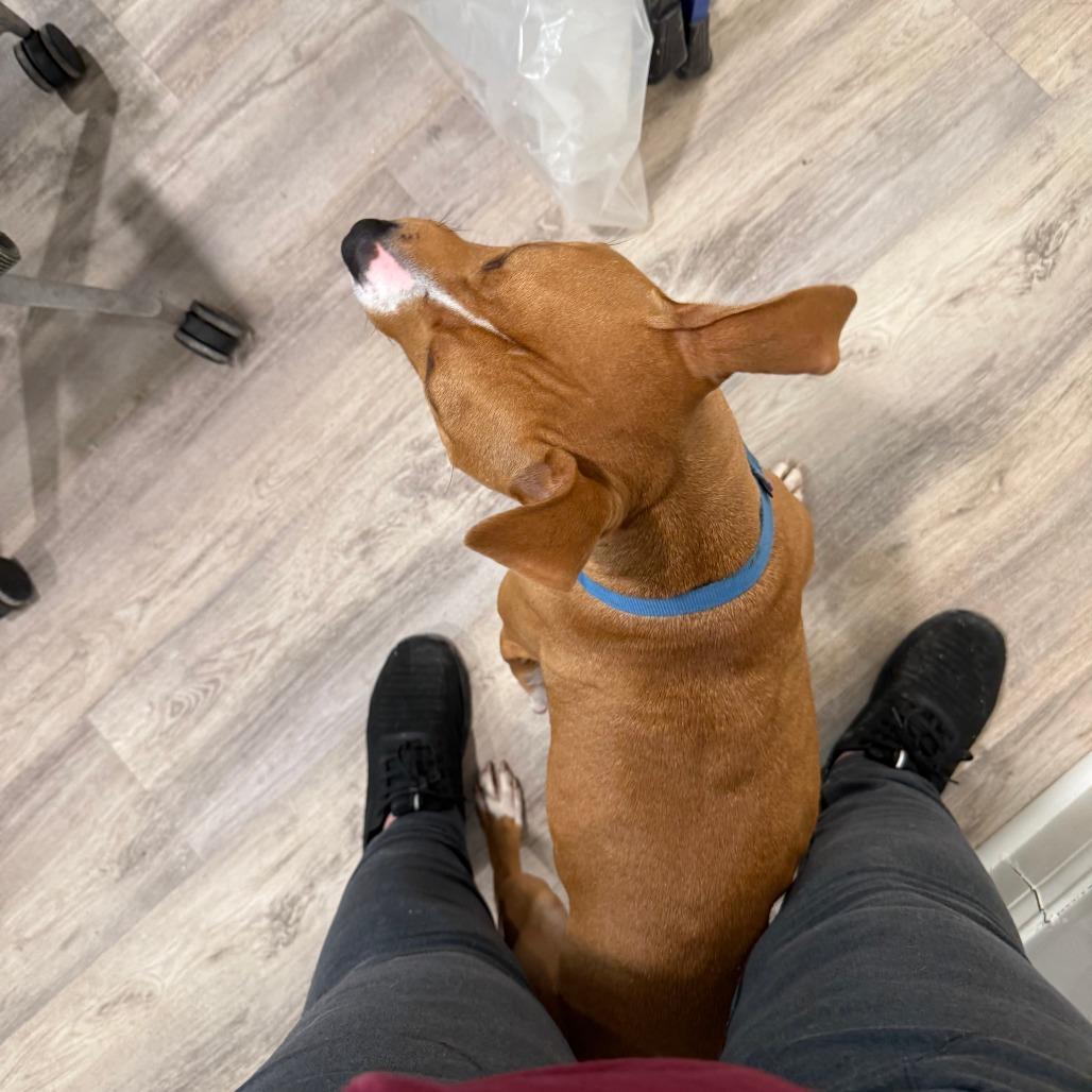 Enlarge Canelo, a Adoptable Mixed Breed in Oak Park, IL image 3/6