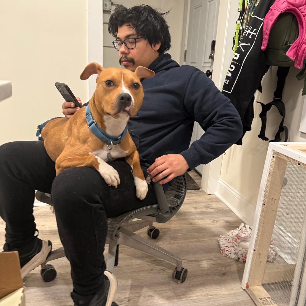 Enlarge Canelo, a Adoptable Mixed Breed in Oak Park, IL image 4/6