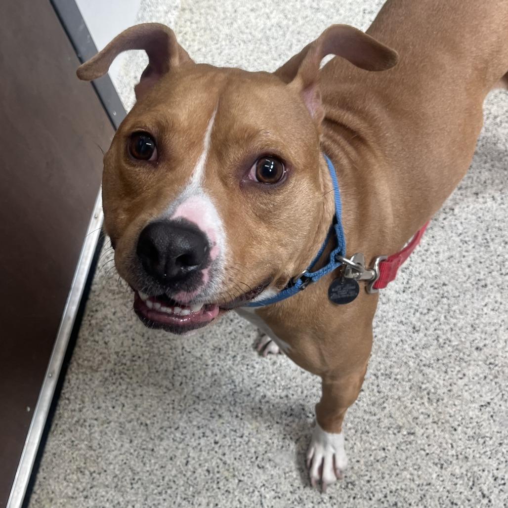 Enlarge Canelo, a Adoptable Mixed Breed in Oak Park, IL image 2/3