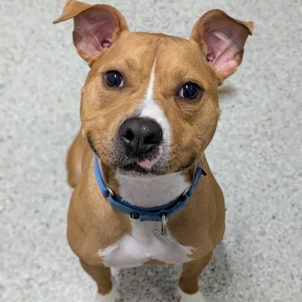 Enlarge Canelo, a Adoptable Mixed Breed in Oak Park, IL image 6/6