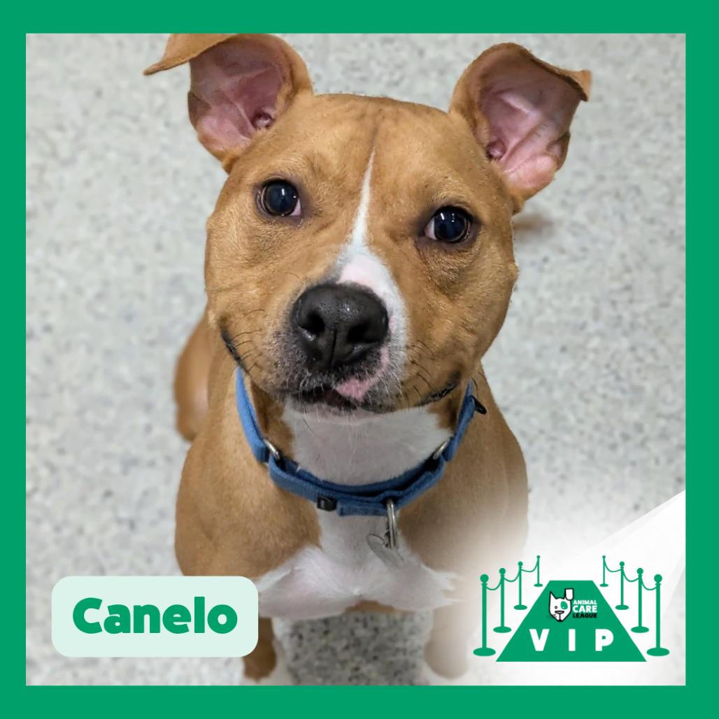 Enlarge Canelo, a Adoptable Mixed Breed in Oak Park, IL image 3/3