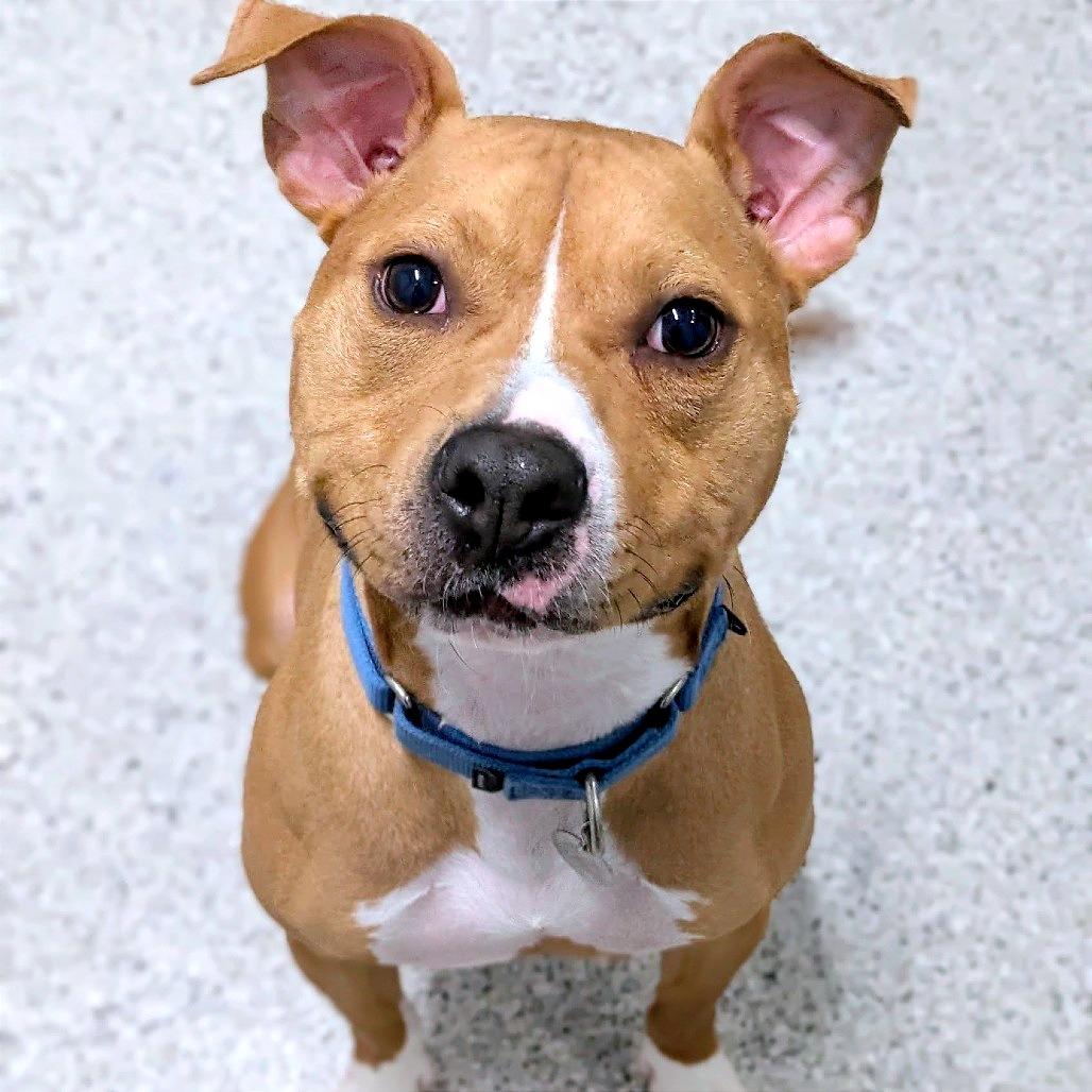 Enlarge Canelo, a Adoptable Mixed Breed in Oak Park, IL image 5/6
