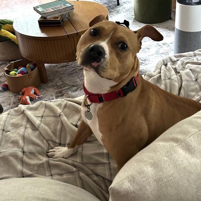 Canelo, a Adoptable Mixed Breed in Oak Park, IL image 6/6
