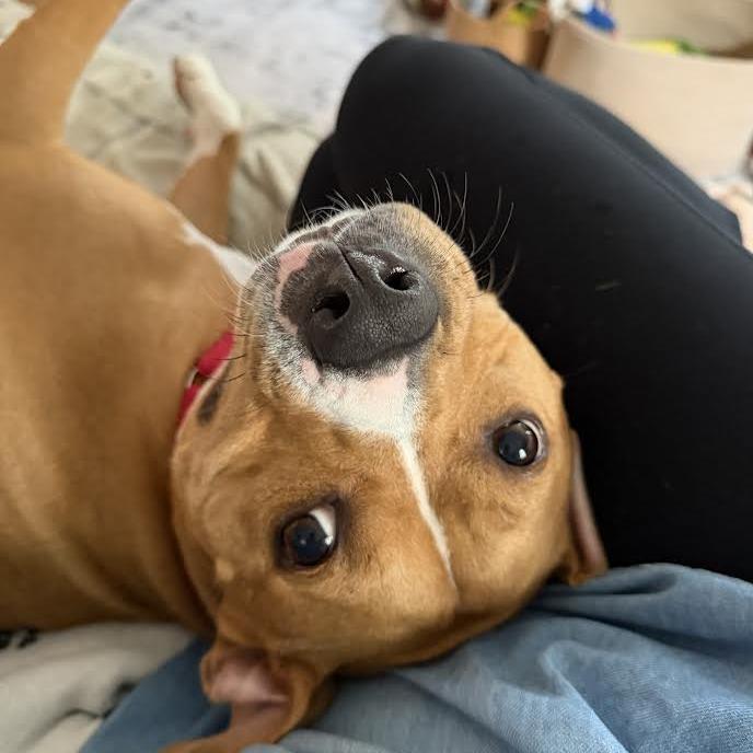Enlarge Canelo, a Adoptable Mixed Breed in Oak Park, IL image 6/6